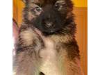 German Shepherd Dog Puppy for sale in Allentown, PA, USA