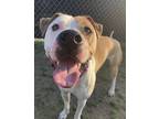 Adopt Reggie a White Boxer / Mixed dog in Barco, NC (37467040)