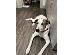 Adopt Bella a White - with Brown or Chocolate Great Pyrenees / Australian