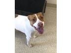 Adopt Phoebe a White Australian Shepherd / Black Mouth Cur / Mixed dog in
