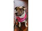 Adopt Nix a Brindle Border Collie / American Pit Bull Terrier / Mixed dog in