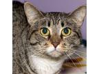 Adopt Yonce a Domestic Short Hair