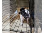 Bulldog PUPPY FOR SALE ADN-564138 - 2 English bulldog puppies