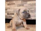 Cane Corso Puppy for sale in Pomona, CA, USA