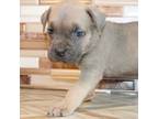 Cane Corso Puppy for sale in Pomona, CA, USA