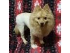 Adopt Leonora a Pomeranian