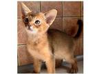 IIFXT purebred Abyssinian kitten - Opportunity!