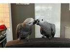 XQ African Grey Parrots Birds - Opportunity!