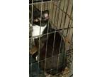 Adopt Cat a Black & White or Tuxedo American Shorthair / Mixed cat in Beaver
