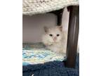 Adopt Chowder a White Domestic Longhair / Domestic Shorthair / Mixed cat in