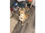 Adopt Lily a Tan/Yellow/Fawn - with White Akita / Husky / Mixed dog in North