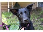 Adopt Shadow a Black - with White Labrador Retriever / Collie / Mixed dog in