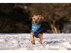 Adopt Ruxin a Tan/Yellow/Fawn Dachshund / Miniature Poodle / Mixed dog in