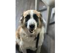 Adopt Cali a Brown/Chocolate - with White Great Pyrenees / Border Collie / Mixed