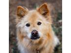 Adopt Sasha a Tan/Yellow/Fawn Chow Chow / Labrador Retriever / Mixed dog in