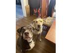 Adopt Wally a Brown/Chocolate Labrador Retriever / Pointer / Mixed dog in Kansas