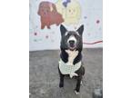 Adopt Louie a Black - with White Jindo / Mixed dog in toronto, ON (37479225)