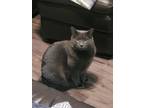 Adopt Norman a Gray or Blue Russian Blue / Mixed (medium coat) cat in Williston
