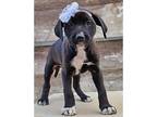 Adopt Kona a Black - with White Boxer / Dachshund / Mixed dog in Boulder