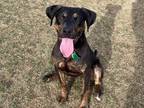 Adopt Bunker a Black Plott Hound / Mixed dog in Boulder, CO (37477513)