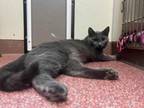Adopt Anchovy a Domestic Short Hair