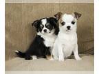 Chihuahua PUPPY FOR SALE ADN-564340 - AKC Chihuahua