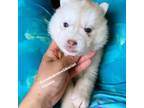 Siberian Husky Puppy for sale in Greensboro, NC, USA