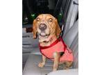Adopt Suzie-Needs a Foster Home a Basset Hound, Beagle