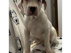 Dogo Argentino Puppy for sale in Zion, IL, USA
