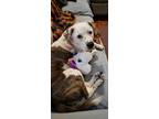 Adopt Daisy a Brindle - with White Great Pyrenees / American Pit Bull Terrier /