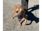 Adopt BRUTUS a Red/Golden/Orange/Chestnut Boxer / Mixed dog in Ventura