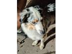 Adopt Costa a Merle Australian Shepherd / Mixed dog in Riverview, FL (37489380)