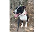 Adopt Shoelace A045157 a Staffordshire Bull Terrier / Mixed Breed (Medium) /