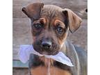 Adopt Kira a Brown/Chocolate - with Black Dachshund / Boxer / Mixed dog in