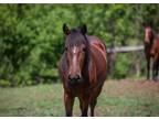 Adopt Lightning a Bay Mustang horse in Woodstock, IL (34876312)