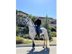 White Andalusian Horse - Jaleo PRE
