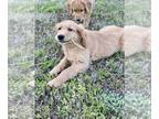 Golden Retriever PUPPY FOR SALE ADN-565151 - Golden Retriever Puppies
