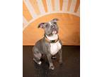 Adopt *Cameo* a American Pit Bull Terrier / Mixed dog in Salt Lake City