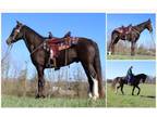 Black Tennessee Walking Gelding - Available on [url removed]