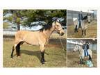 Buckskin Pleasure Saddle Horse - Available on [url removed]