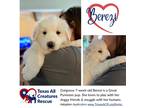 Adopt Berezi a White Great Pyrenees / Mixed dog in Dallas/Fort Worth