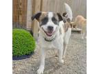 Adopt Liu a White - with Tan, Yellow or Fawn Mixed Breed (Medium) / Mixed dog in