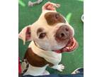 Adopt Sarge a Staffordshire Bull Terrier / Mixed Breed (Medium) / Mixed dog in