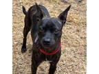 Adopt Rocky a Brindle Boston Terrier / Mixed Breed (Small) / Mixed dog in