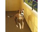 Adopt Apple Jax a Brindle Bull Terrier / Mixed dog in Reno, NV (37493591)