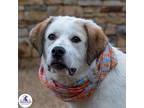 Adopt Zoey a White - with Brown or Chocolate German Shepherd Dog / Mixed dog in
