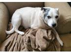 Adopt Sparky a White - with Black Jack Russell Terrier / Beagle / Mixed dog in