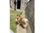 Adopt Floppy a Tan/Yellow/Fawn Pomeranian / Mixed dog in Philadelphia