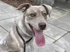 Adopt LEIA a Red/Golden/Orange/Chestnut Labrador Retriever / Collie / Mixed dog