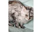 Adopt Luna & Stormy a Gray, Blue or Silver Tabby Ragdoll (medium coat) cat in